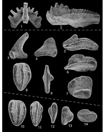 Funn av conodont-tannrester fra tidligere av. (Foto: Wikimedia Commons) Funn av conodont-tannrester fra tidligere av. (Foto: Wikimedia Commons)