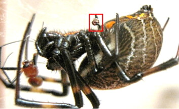 En hunnedderkopp med det avkutta kjønnsorganet til hannen hengende fast under magen. Den brune klumpen rett ved hodet hennes er kjønnsorganets tidligere eier - som nå er halvveis fortært. (Foto: D. Li et al., Biol. Lett.) En hunnedderkopp med det avkutta kjønnsorganet til hannen hengende fast under magen. Den brune klumpen rett ved hodet hennes er kjønnsorganets tidligere eier - som nå er halvveis fortært. (Foto: D. Li et al., Biol. Lett.)