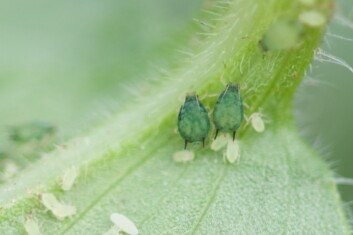 Agurkbladlus (Aphis gossypii) er den vanligste bladlusa på grønnsaker i Benin. Her sees to voksne individer sammen med flere nymfer. (Foto: Arnstein Staverløkk) Agurkbladlus (Aphis gossypii) er den vanligste bladlusa på grønnsaker i Benin. Her sees to voksne individer sammen med flere nymfer. (Foto: Arnstein Staverløkk)