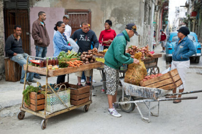 Grønnsakselger i Havanna med kunder. I dag er den daglig tilgangen på kalorier for innbyggerne på Cuba høyere enn før krisa på 1990-tallet. (Foto: Lya Cattel/iStockphoto) Grønnsakselger i Havanna med kunder. I dag er den daglig tilgangen på kalorier for innbyggerne på Cuba høyere enn før krisa på 1990-tallet. (Foto: Lya Cattel/iStockphoto)