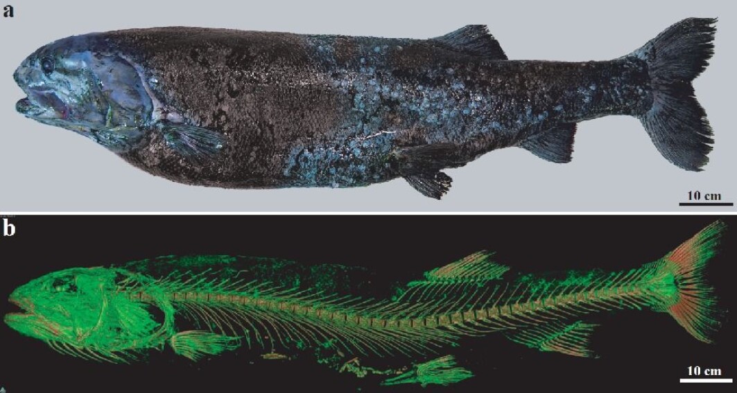 Den nye fiskearten Narcetes shonanmaruae, som ble trukket opp av de dypeste avkrokene i det japanske dyphavet. Den veier vel 25 kilo. Den nye fiskearten Narcetes shonanmaruae, som ble trukket opp av de dypeste avkrokene i det japanske dyphavet. Den veier vel 25 kilo.