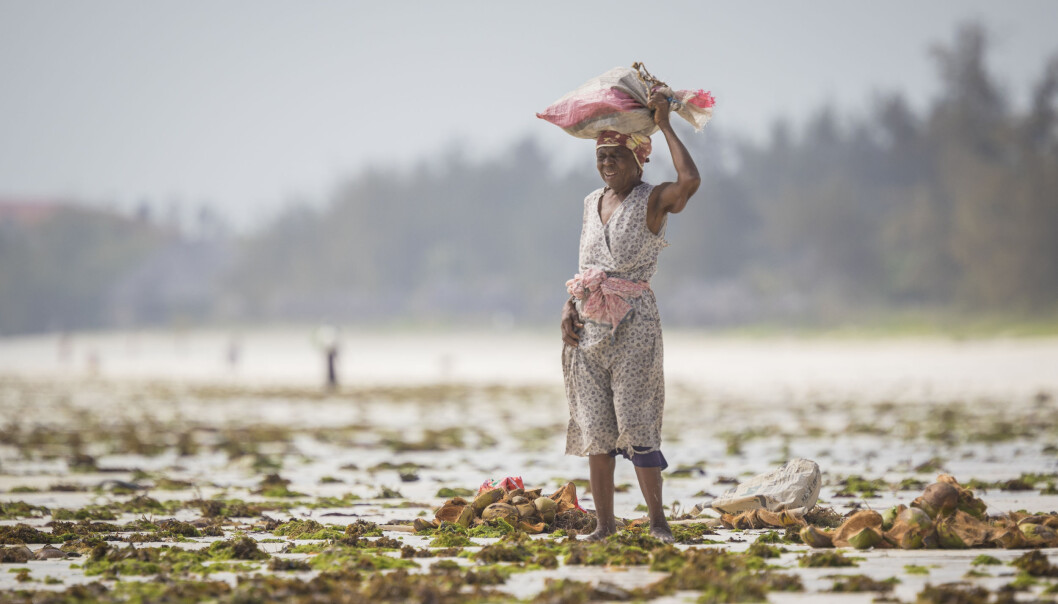 Large sums are invested in climate adaptation projects in developing countries. Research shows that the money seldom reaches those who need it most. Large sums are invested in climate adaptation projects in developing countries. Research shows that the money seldom reaches those who need it most.