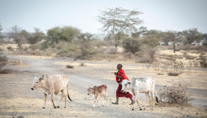 Climate adaptation projects threaten the livelihoods of pastoralists in Ethiopia. Climate adaptation projects threaten the livelihoods of pastoralists in Ethiopia.
