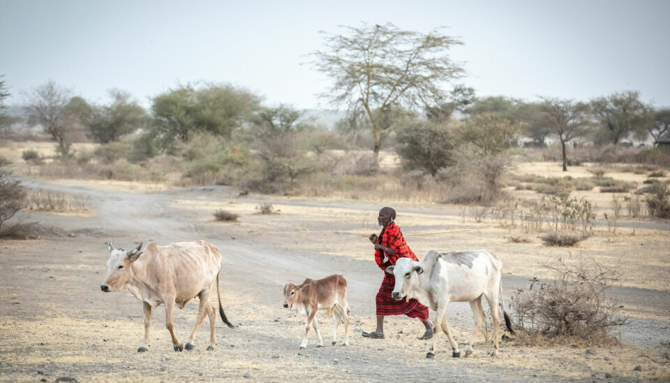 Climate adaptation projects threaten the livelihoods of pastoralists in Ethiopia.