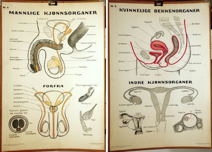 Plansjene fra Otto Lous Morhs veiledning fra 1935 om forplantningslære la vekt på anatomi og naturvitenskap. Plansjene eies av Oslo skolemuseum. (Foto: (Illustrasjon: Oslo skolemuseum)) Plansjene fra Otto Lous Morhs veiledning fra 1935 om forplantningslære la vekt på anatomi og naturvitenskap. Plansjene eies av Oslo skolemuseum. (Foto: (Illustrasjon: Oslo skolemuseum))