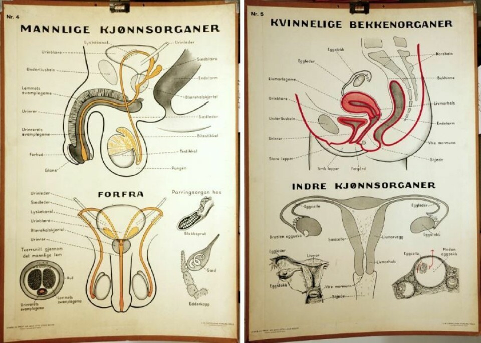 Plansjene fra Otto Lous Morhs veiledning fra 1935 om forplantningslære la vekt på anatomi og naturvitenskap. Plansjene eies av Oslo skolemuseum. (Foto: (Illustrasjon: Oslo skolemuseum))