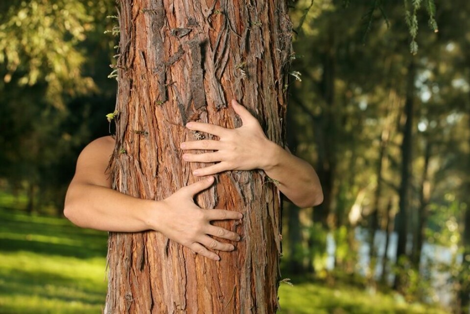 Blir du seksuelt opphisset av trær, så er du dendrofil. (Foto: Colourbox)