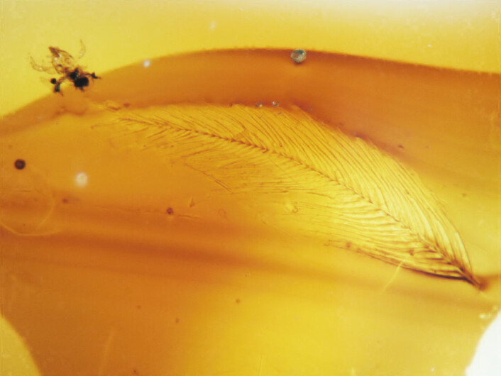Fjær uten pigment sammen med en midd. (Foto: Science/AAAS) Fjær uten pigment sammen med en midd. (Foto: Science/AAAS)