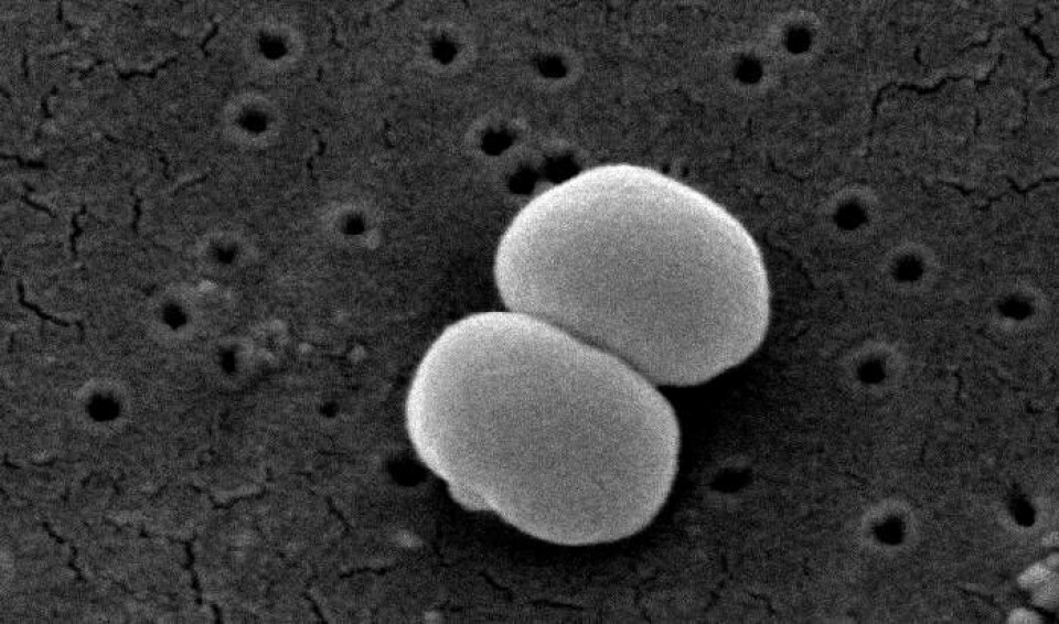 Staphylococcus epidermidis. (Foto: Centers for Disease Control and Prevention/Wikimedia Commons)