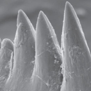 Fossile conodonttenner, sett gjennom ett elektronmikroskop-bilde. Tennene er bare 0,2 millimeter tvers over midten. (Foto: David Jones) Fossile conodonttenner, sett gjennom ett elektronmikroskop-bilde. Tennene er bare 0,2 millimeter tvers over midten. (Foto: David Jones)