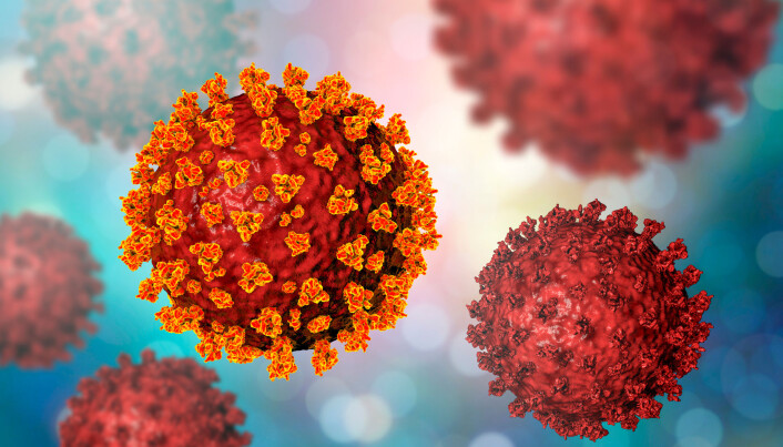 Immunsystemet kan lære seg å kjenne igjen piggene på utsida av Sars-CoV-2-viruset. Men hvis piggene endrer seg nok, vil viruset ikke lenger bli gjenkjent. Immunsystemet kan lære seg å kjenne igjen piggene på utsida av Sars-CoV-2-viruset. Men hvis piggene endrer seg nok, vil viruset ikke lenger bli gjenkjent.