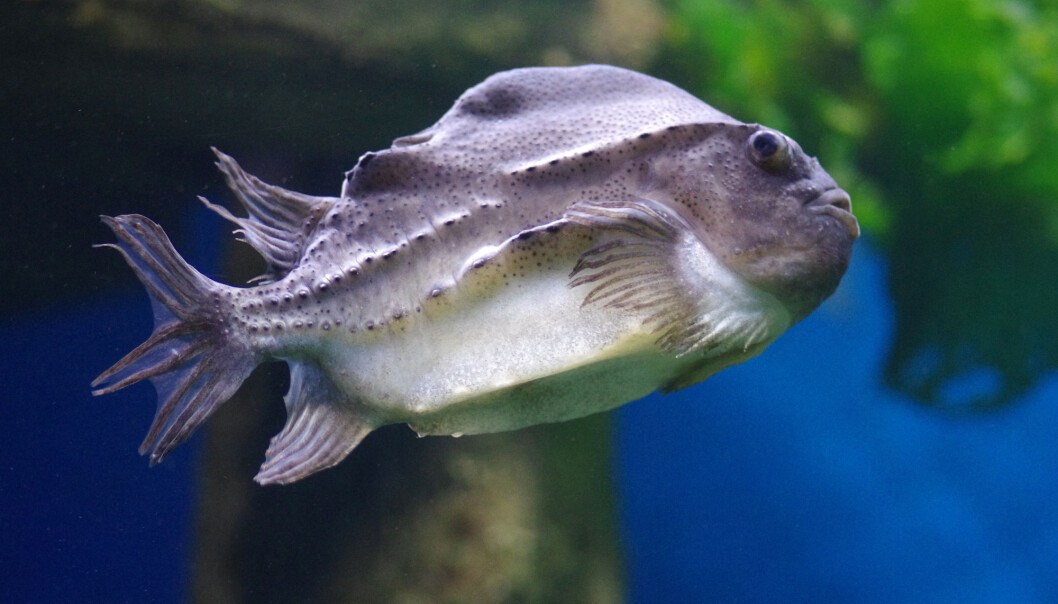 Cleaner fish do not currently have any use when they stop eating lice off farmed salmon, and at best they end up as animal feed after being slaughtered. But what if we humans could have this fish for dinner too?. Cleaner fish do not currently have any use when they stop eating lice off farmed salmon, and at best they end up as animal feed after being slaughtered. But what if we humans could have this fish for dinner too?.