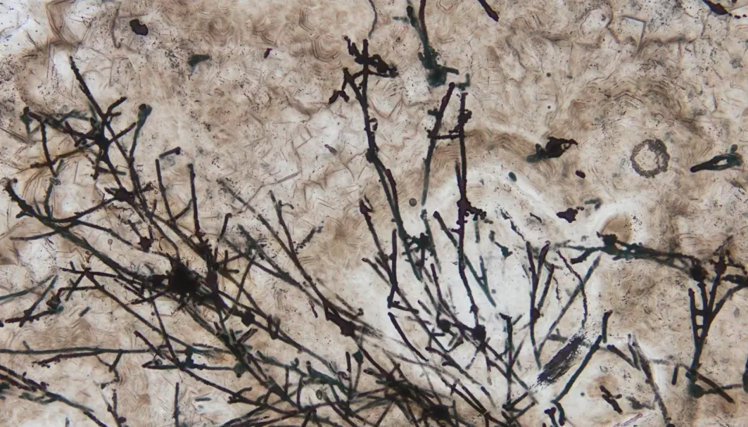 Forskere tror dette er 635 millioner år gamle sopptråder. Forskerne tror den er beslektet med muggsopp.