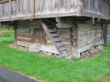 Findalslaft ble kun bygget før svartedauden. Dette stabburet i Bygland i Setesdal i Aust-Agder er fra år 1218. Da forskere boret en kjerneprøve fra nederste tømmerstokk på en vegg av bygningen fant de ut at den var 437 år gammel, det vil si at treet startet å vokse i 781. (Foto: Sebastian Eiter / Skog og landskap) Findalslaft ble kun bygget før svartedauden. Dette stabburet i Bygland i Setesdal i Aust-Agder er fra år 1218. Da forskere boret en kjerneprøve fra nederste tømmerstokk på en vegg av bygningen fant de ut at den var 437 år gammel, det vil si at treet startet å vokse i 781. (Foto: Sebastian Eiter / Skog og landskap)