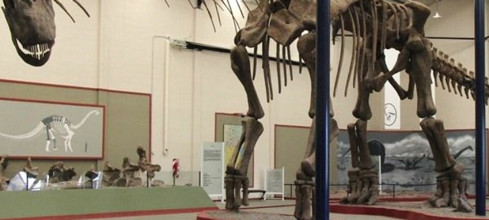 Paleontologer har rekonstruert Argentinosaurusens skjelett (foto: Dr. Bill Sellers)