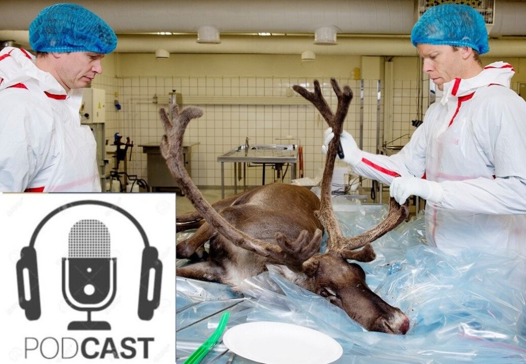 Jørn Våge og vilthelseansvarlig Knut Madslien obduserer villrein i forbindelse med skrantesjuke (CWD). Jørn Våge og vilthelseansvarlig Knut Madslien obduserer villrein i forbindelse med skrantesjuke (CWD).