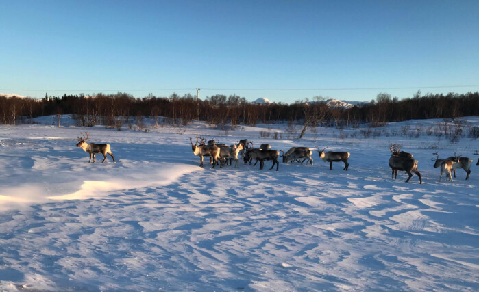 Reinsdyra beiter ute hele året, og på mange måter skiller drifta seg fra alt annet husdyrhold i Norge. Reinsdyra beiter ute hele året, og på mange måter skiller drifta seg fra alt annet husdyrhold i Norge.