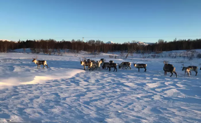 Reinsdyra beiter ute hele året, og på mange måter skiller drifta seg fra alt annet husdyrhold i Norge.