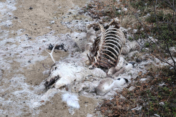 Et dødt dyr ligger ikke lenge i naturen før åtseleterne får ferten av det. I løpet av kort tid kan et kadaver bli reinplukket til beinet og å dokumentere dødsårsak blir umulig. Et dødt dyr ligger ikke lenge i naturen før åtseleterne får ferten av det. I løpet av kort tid kan et kadaver bli reinplukket til beinet og å dokumentere dødsårsak blir umulig.