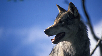 Forskere vil ha bedre tiltak både for ulv og sau