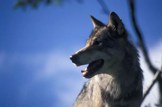 De fleste ulvene i Norge befinner seg i ulvesona på Østlandet. Likevel ble nesten 1500 sauer erstattet som tapt til ulv i løpet av beitesesongen 2020.