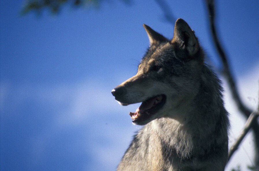 De fleste ulvene i Norge befinner seg i ulvesona på Østlandet. Likevel ble nesten 1500 sauer erstattet som tapt til ulv i løpet av beitesesongen 2020.