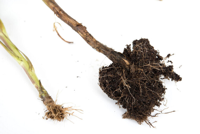 Dårlig utviklet rotsystem med brune eller døde rotspisser kan skyldes Phytophthora. Dårlig utviklet rotsystem med brune eller døde rotspisser kan skyldes Phytophthora.