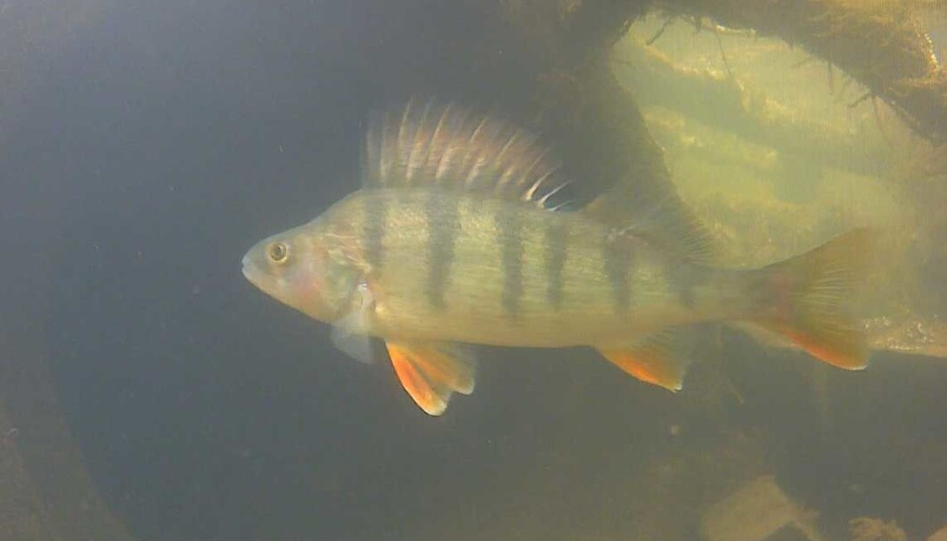 Abbor (Perca fluviatilis) sett med undervannskamera. Skjermdump fra filmen laget av Knut Marius Myrvold og Tobias Holter, som du kan se lenger ned i blogginnlegget. Abbor (Perca fluviatilis) sett med undervannskamera. Skjermdump fra filmen laget av Knut Marius Myrvold og Tobias Holter, som du kan se lenger ned i blogginnlegget.