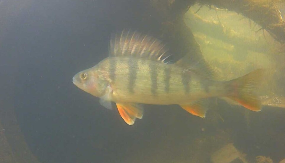 Abbor (Perca fluviatilis) sett med undervannskamera. Skjermdump fra filmen laget av Knut Marius Myrvold og Tobias Holter, som du kan se lenger ned i blogginnlegget.