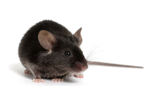 Vonde opplevelser gjorde mus mer utsatt for MS