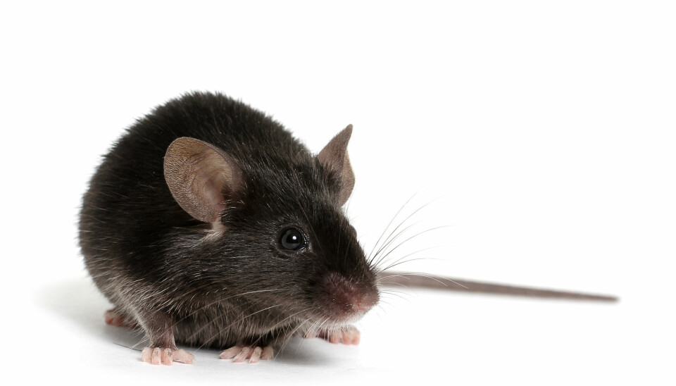 Barndomsopplevelser påvirket kroppen til musene. Dette er trolig grunnen til at de lettere utviklet MS-lignende autoimmun sykdom, tror forskerne.