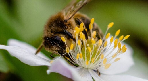 Endringer i jordbruket skaper trøbbel for humler og bier