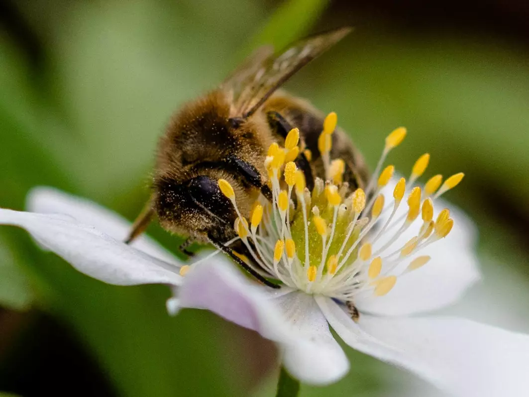 En tredel av bieartene i Norge er truet av utryddelse.