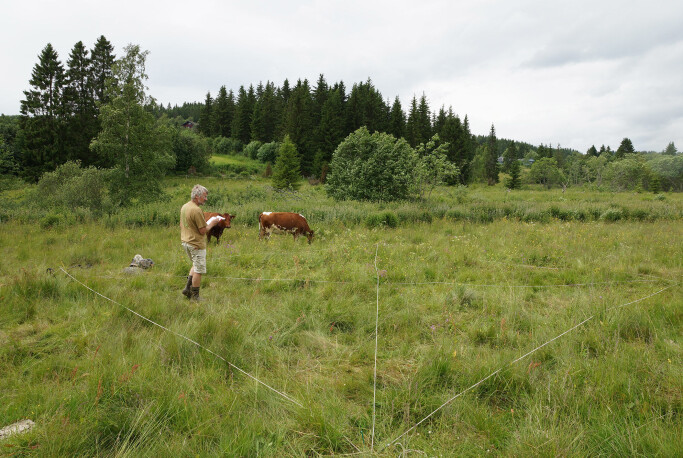 NIBIO overvåker plantemangfoldet i beiter og villeng over tid. NIBIO overvåker plantemangfoldet i beiter og villeng over tid.