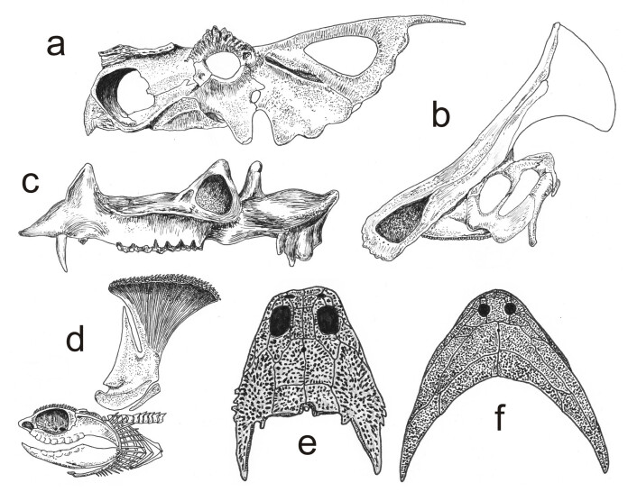 Forhistoriske dyr hadde noen ganger ekstreme fysiske trekk. Dette er noen eksempler på hodeskaller av utdøde arter: (a) Den voldsomt utviklede nesa og hodepryden til Achelousaurus horneri; (b) Utstikkeren på toppen av hodet til hadrosauren Olorotitan arharensis; (c) Klovdyret Protoceras celer med hoggtenner, horn og utstikkere; (d) Fortidshaien Akmonistion zangerli med sin piggete pynt; (e) amfibiearten Diceratosaurus brevirostris med bakovervendte horn; og (f) boomerang-hodet til Diplocaulus magnicornis. (Foto: (Illustrasjon: D. Naish/Knell et al./Trends in Ecology & Evolution)) Forhistoriske dyr hadde noen ganger ekstreme fysiske trekk. Dette er noen eksempler på hodeskaller av utdøde arter: (a) Den voldsomt utviklede nesa og hodepryden til Achelousaurus horneri; (b) Utstikkeren på toppen av hodet til hadrosauren Olorotitan arharensis; (c) Klovdyret Protoceras celer med hoggtenner, horn og utstikkere; (d) Fortidshaien Akmonistion zangerli med sin piggete pynt; (e) amfibiearten Diceratosaurus brevirostris med bakovervendte horn; og (f) boomerang-hodet til Diplocaulus magnicornis. (Foto: (Illustrasjon: D. Naish/Knell et al./Trends in Ecology & Evolution))