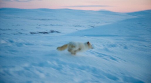 Tolv fjellrevvalper får med matpakke når de slippes fri. Deretter må de klare seg selv Tolv fjellrevvalper får med matpakke når de slippes fri. Deretter må de klare seg selv