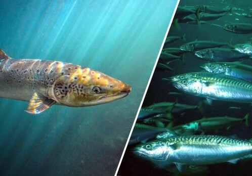 Herring and mackerel were not responsible for salmon decline