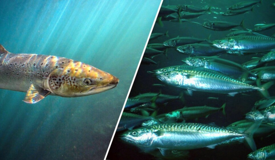 Wild salmon, herring and mackerel are all pelagic fish – they hunt for food in open waters.