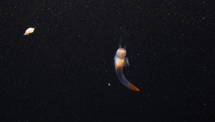 Naked sea angel (<span class="italic" data-lab-italic_desktop="italic">Clione limacina</span>). Naked sea angel (<span class="italic" data-lab-italic_desktop="italic">Clione limacina</span>).