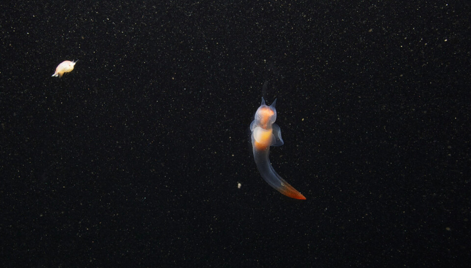Naked sea angel (Clione limacina).