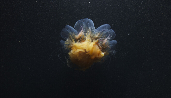 Stinging jellyfish (<span class="italic" data-lab-italic_desktop="italic">Cyanea arctica</span>). Stinging jellyfish (<span class="italic" data-lab-italic_desktop="italic">Cyanea arctica</span>).
