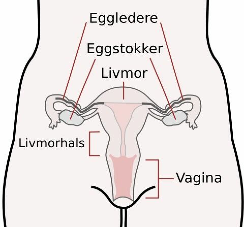 'Skjematisk oversikt over kvinnelige kjønnsorgan-anatomi. (Illustrasjon: United States Departement of Health and Human services)'