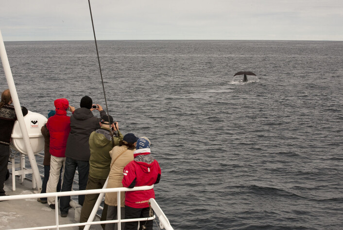 I tillegg til denne følelsesmessige opplevelsen det er å møte denne havets gigant, er det meningsfullt for turistene å lære om hvilken type hval de ser, og hvordan den lever i havet. (Foto: Hvalsafari AS) I tillegg til denne følelsesmessige opplevelsen det er å møte denne havets gigant, er det meningsfullt for turistene å lære om hvilken type hval de ser, og hvordan den lever i havet. (Foto: Hvalsafari AS)