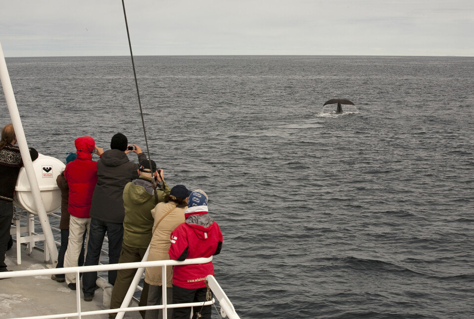 I tillegg til denne følelsesmessige opplevelsen det er å møte denne havets gigant, er det meningsfullt for turistene å lære om hvilken type hval de ser, og hvordan den lever i havet. (Foto: Hvalsafari AS)