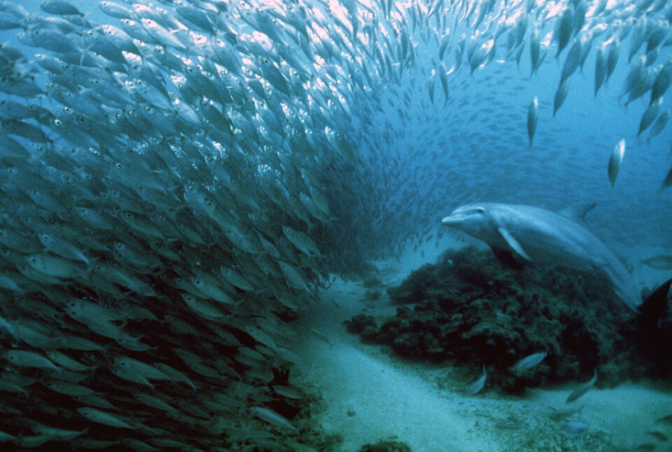 I fiskestimer legger de svakeste fiskene seg bakerst for å spare energi. (Foto: Colourbox)