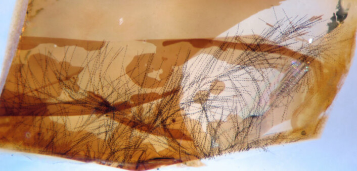Disse fjærene har sannsynligvis vært brune eller mørkebrune. Det er pigmentene som danner den perlelignende strukturen. (Foto: Science/AAAS)