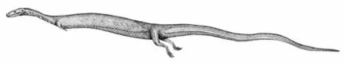 "Adriosaurus microbrachis var sikkert en elegant svømmer."