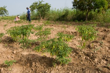 Dyrking av chillipepper i Malanville, Benin. (Foto: Arnstein Staverløkk) Dyrking av chillipepper i Malanville, Benin. (Foto: Arnstein Staverløkk)