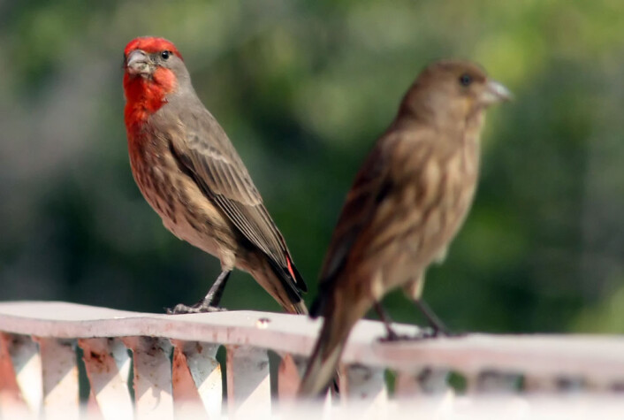 Husrosenfink, Carpodacus mexicanus, lever i Mexico City. Hannen har rødt ansikt. (Foto: Víctor Argaez) Husrosenfink, Carpodacus mexicanus, lever i Mexico City. Hannen har rødt ansikt. (Foto: Víctor Argaez)