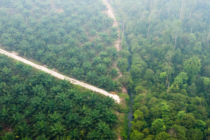 Bildet fra Riau i Sumatra viser både palmeoljeplantasje (monokultur) og variert regnskog. I bildet med et slør av røyk fra skogbrann i 2013. Bildet fra Riau i Sumatra viser både palmeoljeplantasje (monokultur) og variert regnskog. I bildet med et slør av røyk fra skogbrann i 2013.